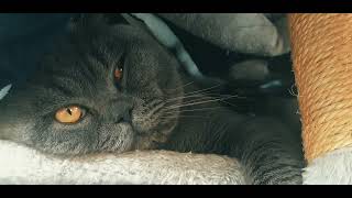 Beautiful British Shorthair Cat EYES and BRUSHING by Mochi The Boy 132 views 2 months ago 10 minutes, 1 second