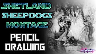 Shetland Sheepdogs Drawing