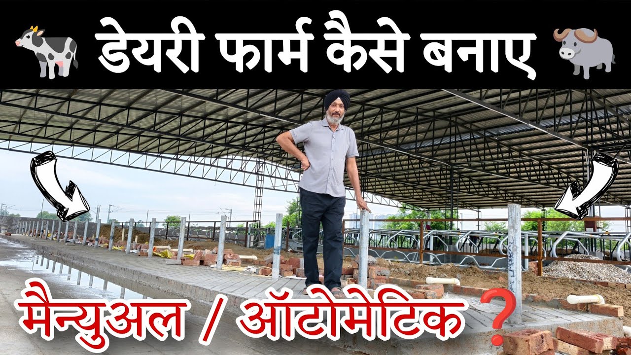 गायों भैंसों का Farm कैसे बनाए❓ मैन्युअल और ऑटोमेटिक दोनों सिस्टम एक जगह💪🏻Dairy Farm Construction 🏗️