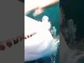 Shark vs Diver… One Shot Underwater Attack 🦈🤿상어 vs 잠수부… 원테이크 수중 습격 🦈🤿サメ vs ダイバー…ワンカット水中襲撃 🦈🤿