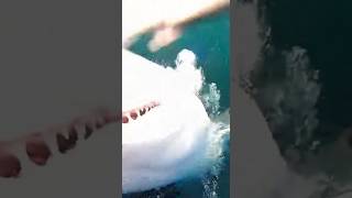 Shark vs Diver… One Shot Underwater Attack 🦈🤿상어 vs 잠수부… 원테이크 수중 습격 🦈🤿サメ vs ダイバー…ワンカット水中襲撃 🦈🤿