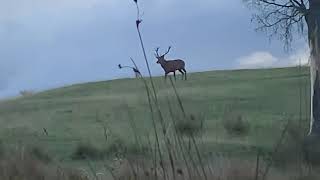 Nz wild stag