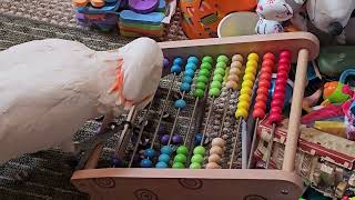 How Does A Cockatoo Use An Abacus ??