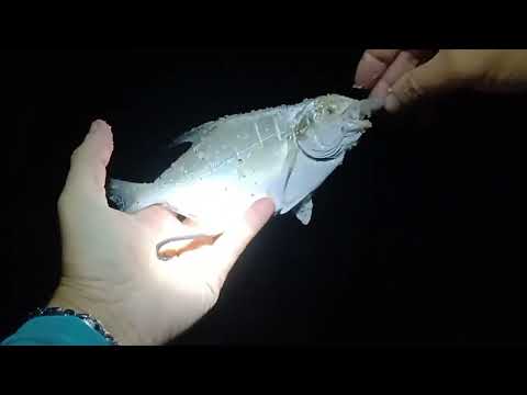 Miniatura do vídeo: Pescaria noturna Barra da Tijuca e praia da Macumba RJ