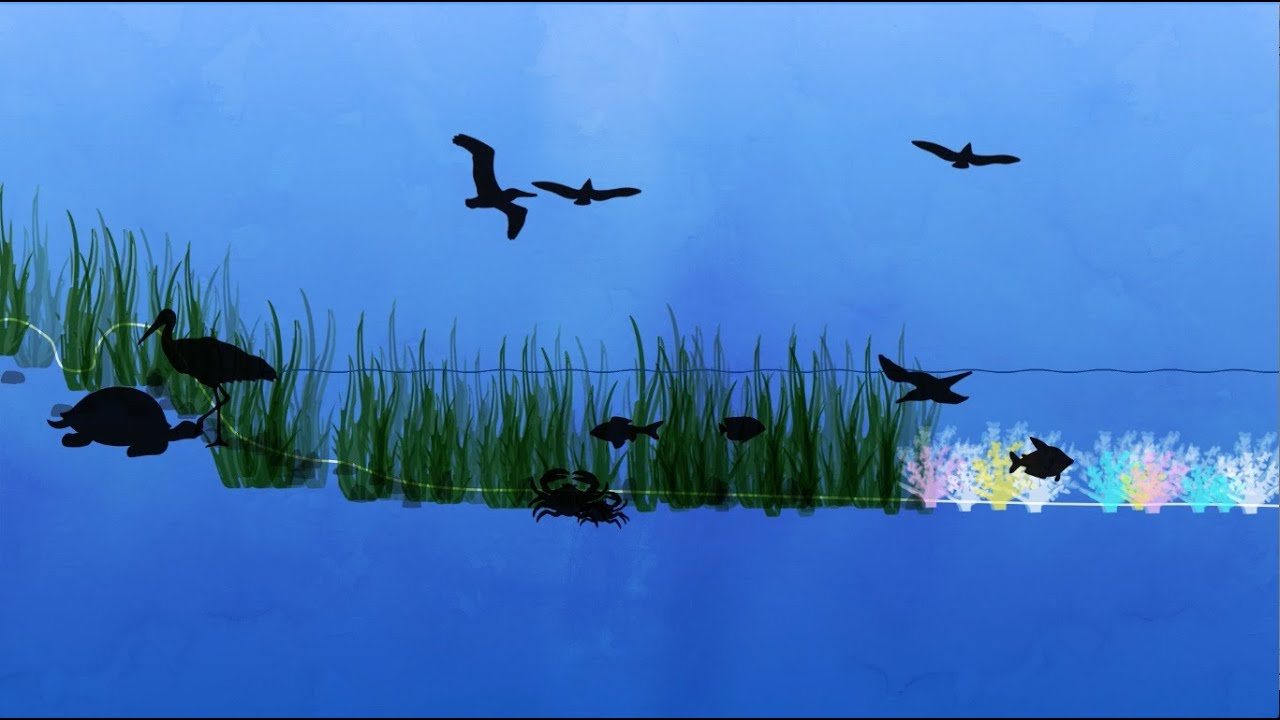 Living Shorelines