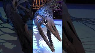 Tylosaurus was an apex predator of the late cretaceous sea #paleontology #science #dinosaur #fossil
