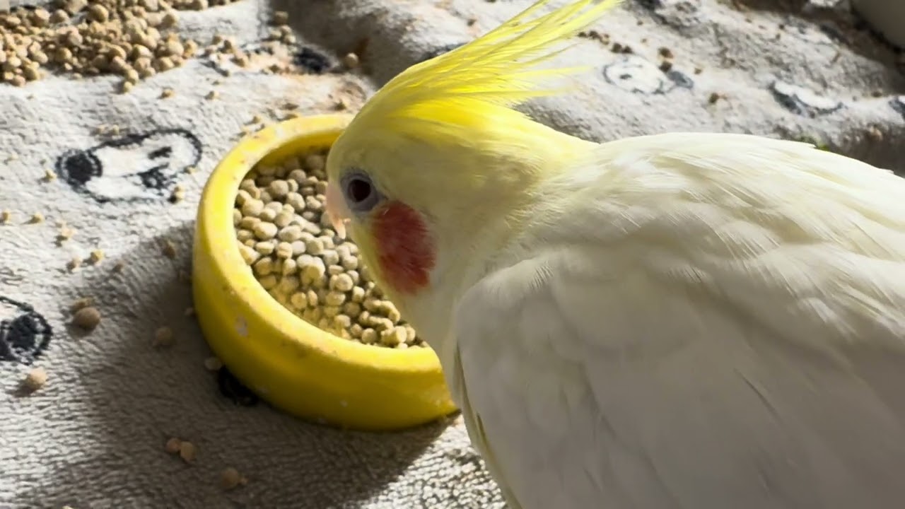 オカメインコのチョコボのモーニングルーティン 2026.1.13
