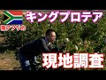 【南アフリカのリアル】お花ビジネスで日本に輸入するキングプロテアの現地調査に行ってきました！