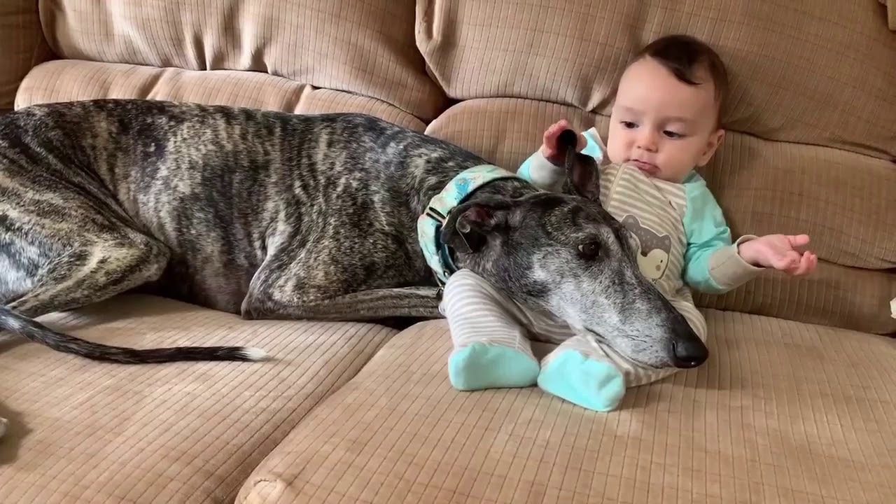 Un Galgo Espagnol Adore Les Moments De Tendresse Avec Un Bebe Video