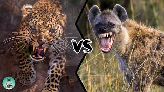 LEOPARD VS SPOTTED HYENA - Who Would Win?