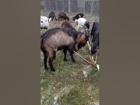 Козам первый снег не помеха - YouTube