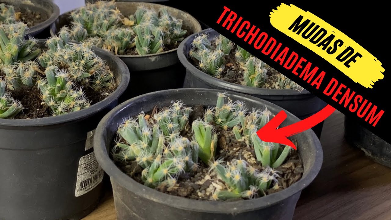 How to propagate Trichodiadema densum - Succulent - African Bonsai