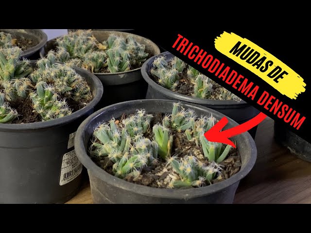 How to propagate Trichodiadema densum - Succulent - African Bonsai