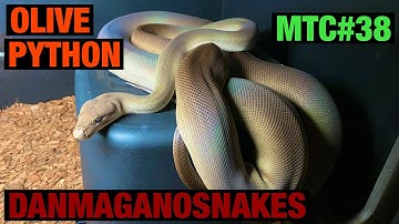 Meet the collection: Part 38, My male Olive Python