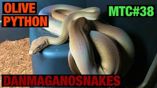 Meet the collection: Part 38, My male Olive Python