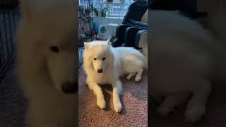 Simba's Serenade: A Musical Moment with a Singing Samoyed