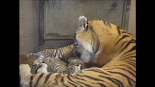 Behind the Scenes: Bath Time for Tiger Cubs!