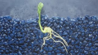 Time Lapse of Pea Shoot / Root Growth