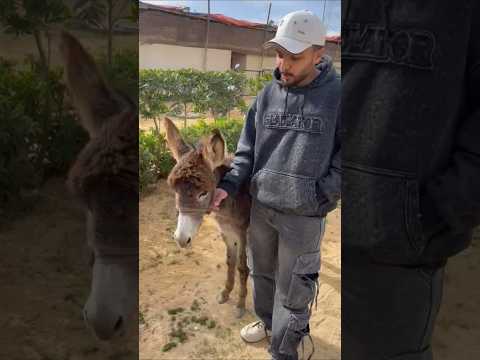 مصايب ادهم كلاب رحيب     اكسبلور اهميه  