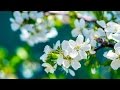 Thinking about Spring (Relaxing music)