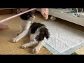 #4【保護猫】2度目の動物病院受診をしてきました。新たに判明した事実とこれからのこと。