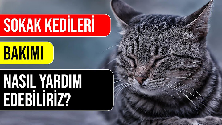 Sokak Kedileri Bakımı | Nasıl yardım edebilirim? | Hayat Kurtar