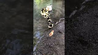 Chick Goes Swimming With Duck Family || ViralHog