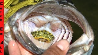 BABY TURTLE Inside FISH! **Caught ALIVE**