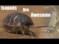Isopod Colonies Are More Fun Than You'd Think - (Homemade Porcellio scaber terrarium)