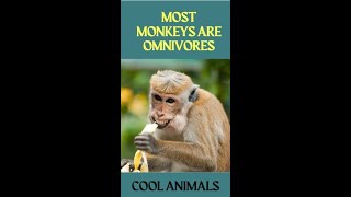 most monkeys are omnivores
