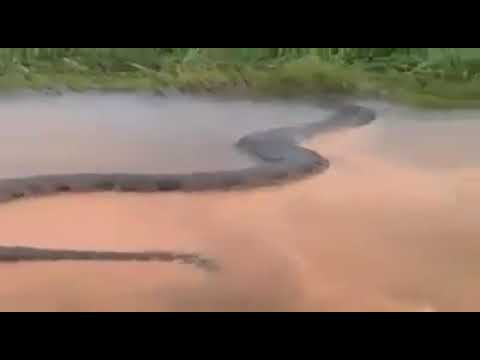 GIANT ANACONDA 50 feet long in the Xingu River, Brazil !!