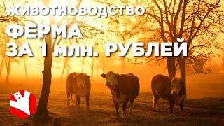 Ферма за 1 млн. рублей | Мясное животноводство | Фермерское хозяйство с нуля