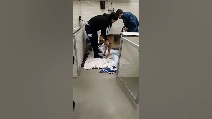 Rhea's Post Surgery 3/01