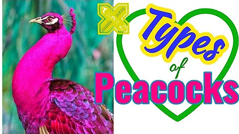 Is Black Peacock real?
