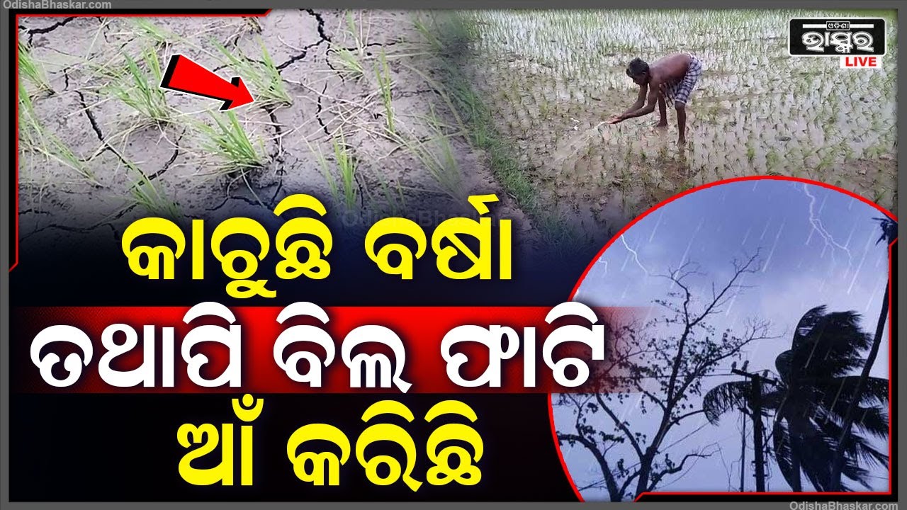 ରାଜ୍ୟରେ ଲାଗି ରହିଛି ଲଗାଣ ବର୍ଷା , ତଥାପି ବିଲ ଫାଟି ଆଁ କରିଛି , କାନ୍ଦୁଛନ୍ତି ଚାଷୀ