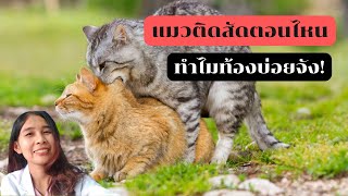 แมวติดสัดตอนไหน ทำไมท้องบ่อยจัง #แมวท้อง #แมวเป็นสัด