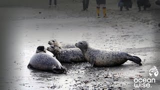 Harbour Seals Released Back Into The Wild Ocean Wise