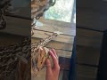 Bearded dragon?