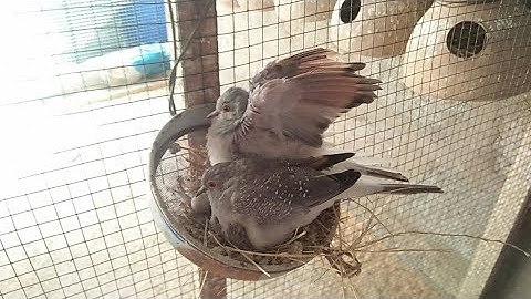 Dove Colony Breeding Progress in Urdu/Hindi.
