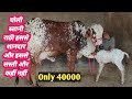 शानदार राठी गाय दूध देने की क्षमता 12 से 14 लीटर  मात्र 40000₹ मैं आपके घर/ best cow dairy farm🌹🌹🌹🙏