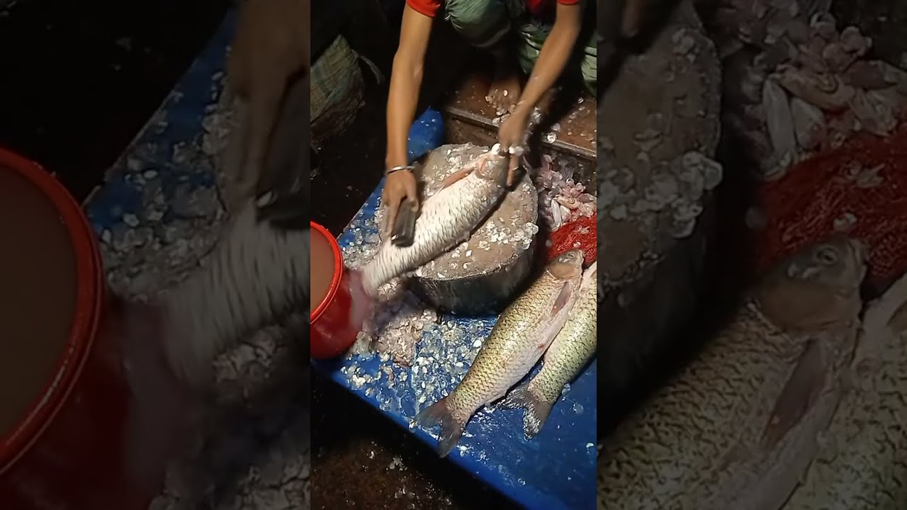 Big Boal Fish Cutting Video | River Monster Processing