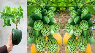 Unique Skill Grafting Papaya tree in watermelon With Aloe Vera & eggs / how to grow papaya fruits