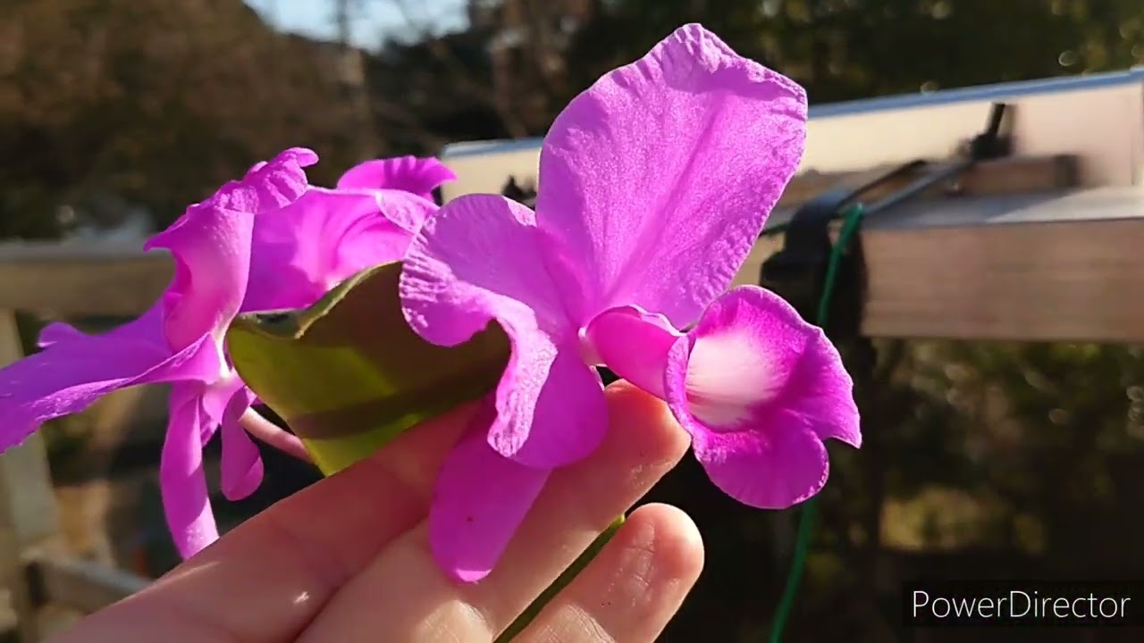 Guarianthe(Cattleya) skinneri 'Heiti Jacobs' スキンネリー･ヘイティジャ コブス