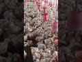 mukeem poultry foum#mundla kalan#poltry