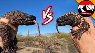 Kadal Manik - Manik Vs Monster Gila Kadal Mana Yang Paling Berbahaya?