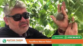 Piflora Meyve Fidanı