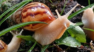 Night Life of an Albino Snail | Finding Food in the Wild (Cinematic Macro)