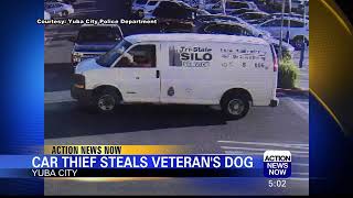 Yuba City Police on Lookout for Veteran's Stolen Dog
