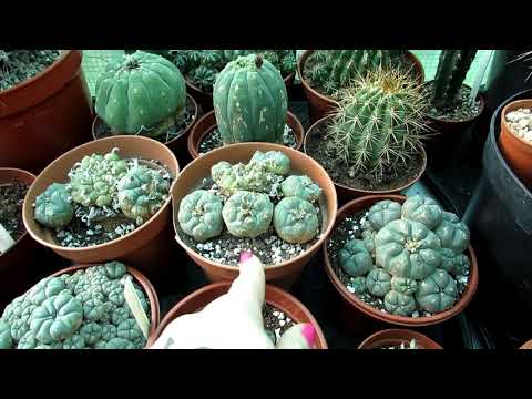 Video: Williams lophophora-kaktus: plantens hjemland, beskrivelse, dyrkningsegenskaber, hjemmepleje