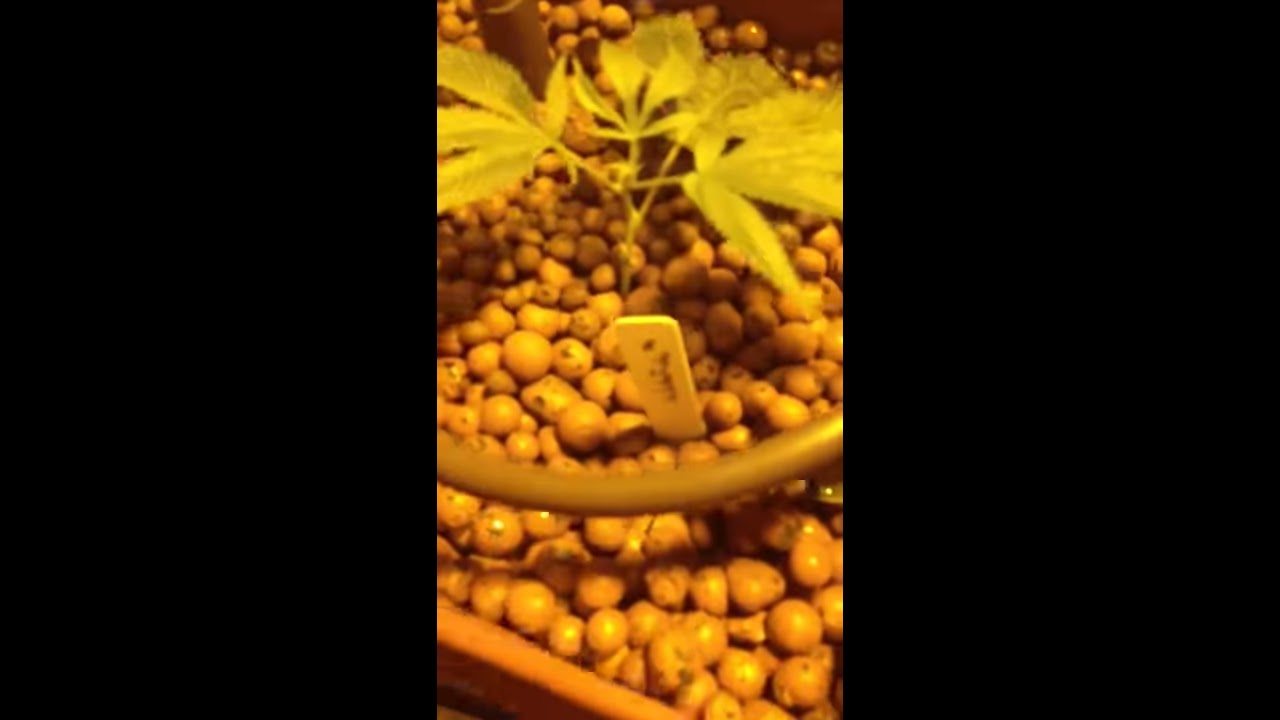 A gh Waterfarm Mmj grow week one